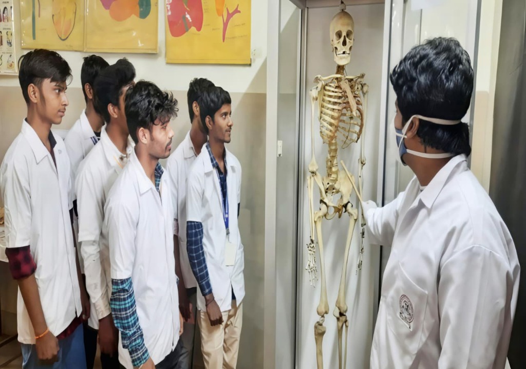 Anatomy Skill Lab Practical with Skeleton Model